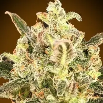 Auto Biodiesel Mass XXL cannabis seeds