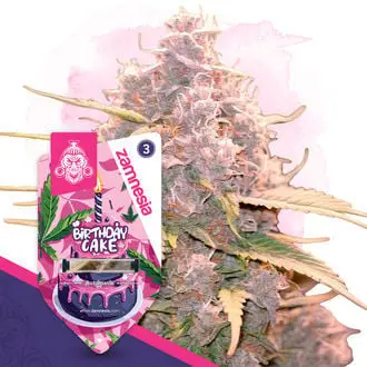 Auto Birthday Cake cannabis seeds by Zamnesia Seeds