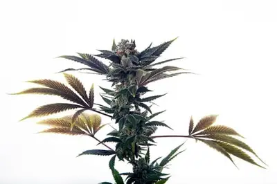 Auto Biscotti Ice Cream cannabis seeds