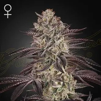 Auto Biscotti cannabis seeds by Greenhouse Seeds