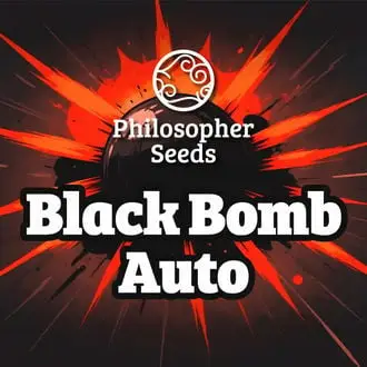 Auto Black Bomb cannabis seeds