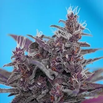 Auto Black Cream cannabis seeds by Sweet Seeds