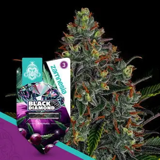 Auto Black Diamond cannabis seeds