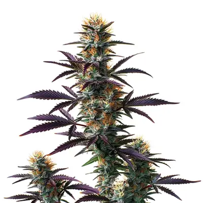 Auto Black Domina cannabis seeds by Blimburn Seeds