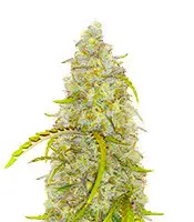 Auto Black Herer cannabis seeds