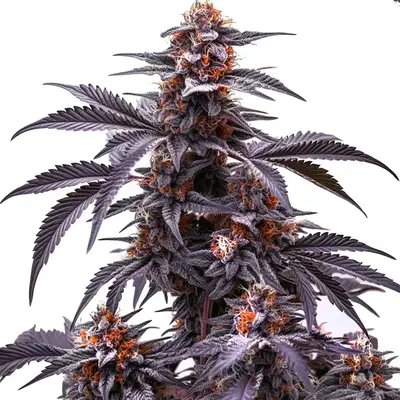 Auto Black Jack cannabis seeds by Blimburn Seeds