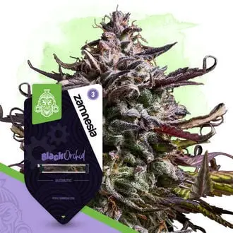 Auto Black Orchid cannabis seeds by Zamnesia Seeds