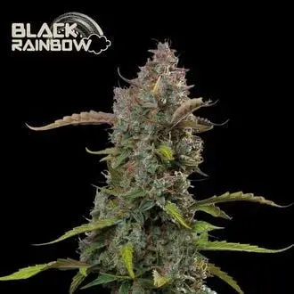 Auto Black Rainbow cannabis seeds
