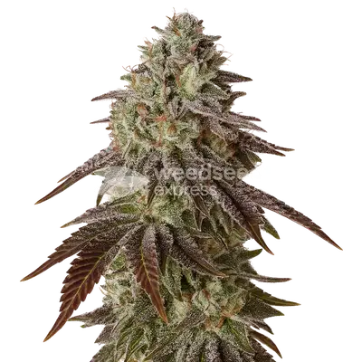 Auto Black Runtz cannabis seeds