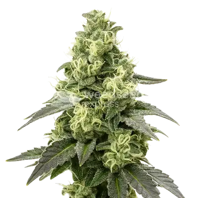 Auto Black Widow cannabis seeds