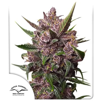 Auto Blackberry Kush cannabis seeds
