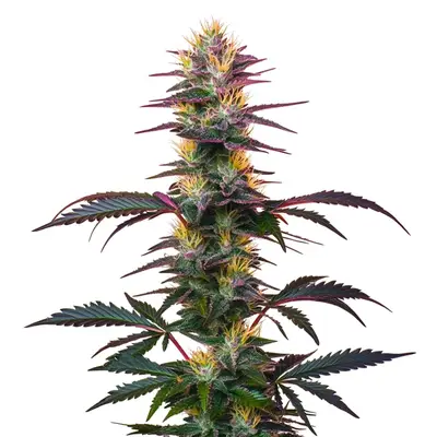 Auto BlackBerry cannabis seeds by Blimburn Seeds