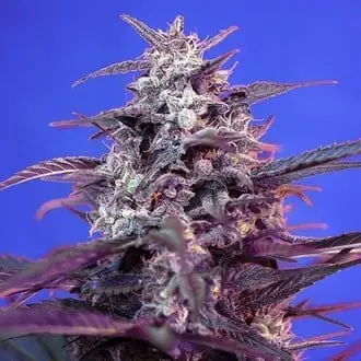Auto Bloody Skunk cannabis seeds by Sweet Seeds