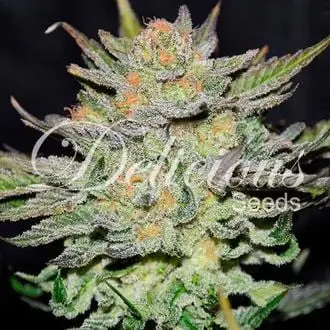 Auto Blue Ace CBD cannabis seeds