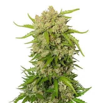 Auto Blue Amnesia cannabis seeds by Amsterdam Genetics