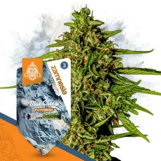 Auto Blue Cheese F1 cannabis seeds