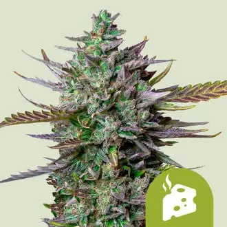 Auto Blue Cheese cannabis seeds