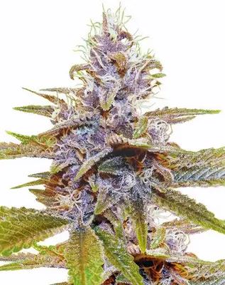 Auto Blue Dream cannabis seeds