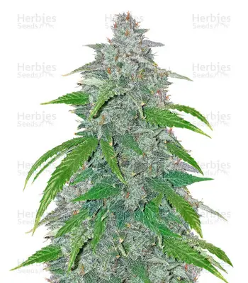 Auto Blue Dream’matic cannabis seeds