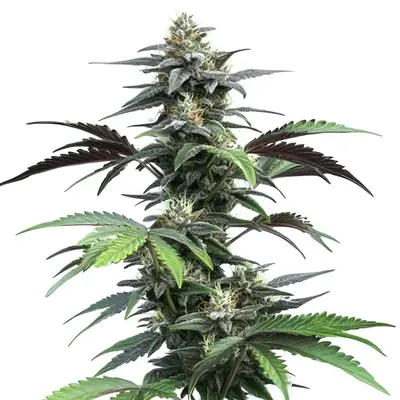 Auto Blue Fruit cannabis seeds by Blimburn Seeds