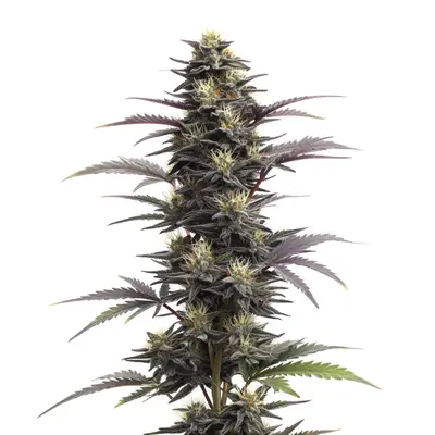 Auto Blue Head Band cannabis seeds