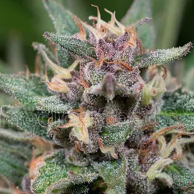 Auto Blue Hell cannabis seeds
