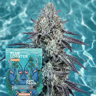 Auto Blue Lobster cannabis seeds by Zamnesia Seeds