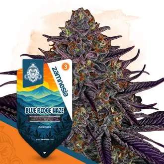 Auto Blue Ridge Haze cannabis seeds by Zamnesia Seeds