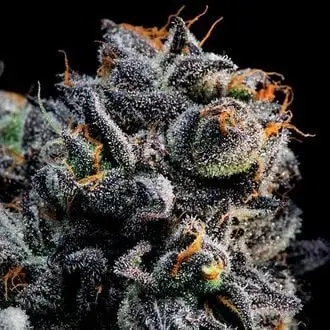 Auto Blueberry Banana cannabis seeds