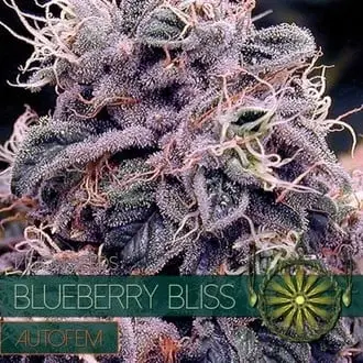 Auto Blueberry Bliss cannabis seeds