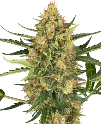 Auto Blueberry Bubblegum cannabis seeds