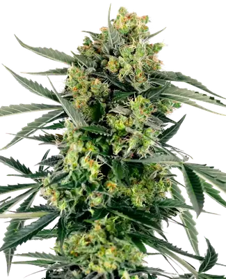 Auto Blueberry Candiez cannabis seeds