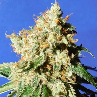 Auto Blueberry Cookies cannabis seeds by Original Sensible Seeds