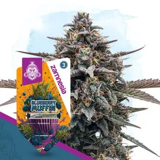 Auto Blueberry Crumble cannabis seeds by Zamnesia Seeds