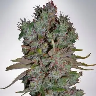 Auto Blueberry Domina cannabis seeds