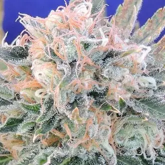 Auto Blueberry Ghost OG cannabis seeds by Original Sensible Seeds