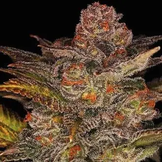 Auto Blueberry Glue cannabis seeds by Expert Seeds