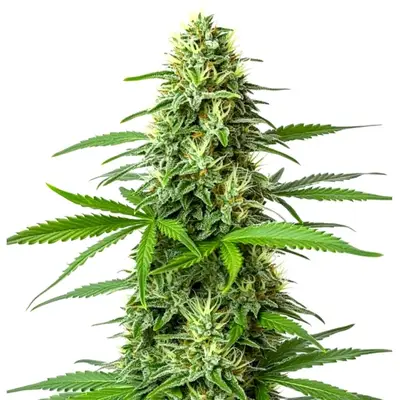 Auto Blueberry x Big Bud cannabis seeds by Blimburn Seeds