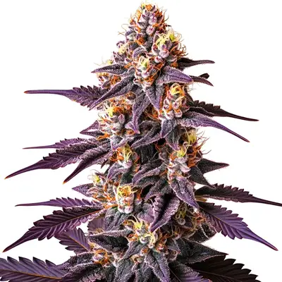 Auto Blueberry x Big Devil cannabis seeds