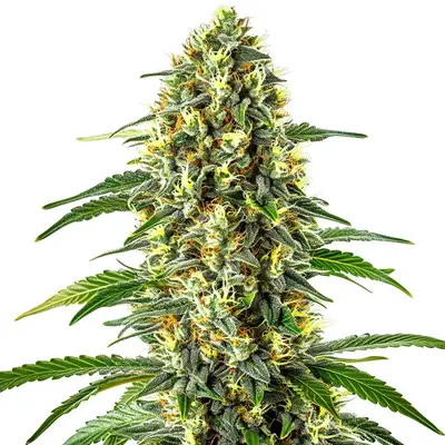 Auto Blueberry x Cream Cheese cannabis seeds