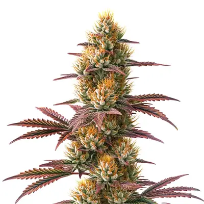 Auto Blueberry x Jack Herer cannabis seeds by Blimburn Seeds