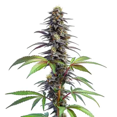 Auto Blueberry x Lemon Haze cannabis seeds