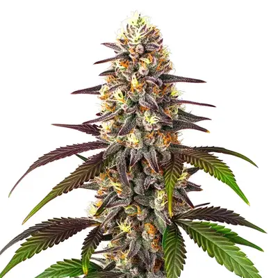 Auto Blueberry x Mazar cannabis seeds
