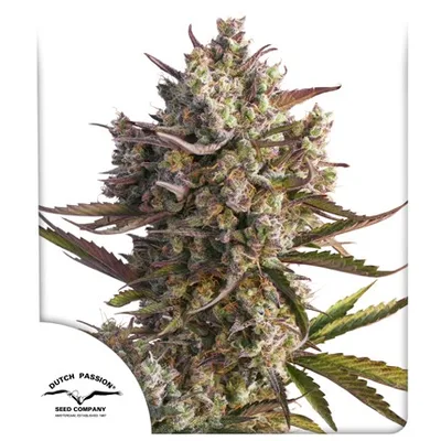 Auto Blueberry cannabis seeds