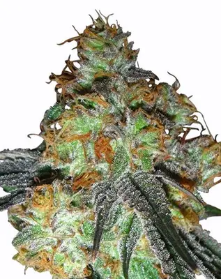 Auto Bluetooth cannabis seeds