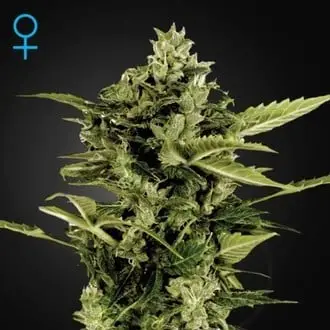 Auto-Bomb cannabis seeds by Greenhouse Seeds