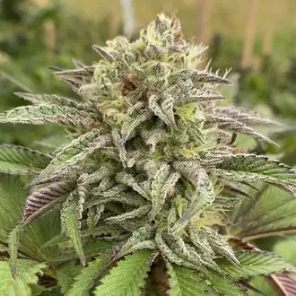 Auto Break-Up Cake cannabis seeds by Kannabia
