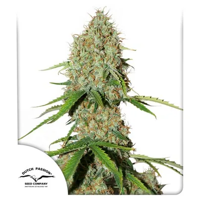 Auto Brooklyn Sunrise cannabis seeds