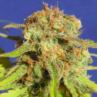 Auto Bruce Banner 3 cannabis seeds by Original Sensible Seeds
