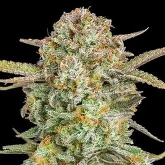 Auto Bruce Banner XXL cannabis seeds